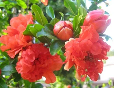 I bellissimi fiori del melograno