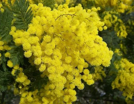 Fiori di Acacia Dealbata