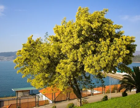 Una pianta di mimosa