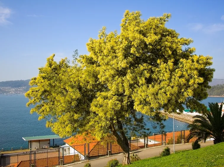 Una pianta di mimosa