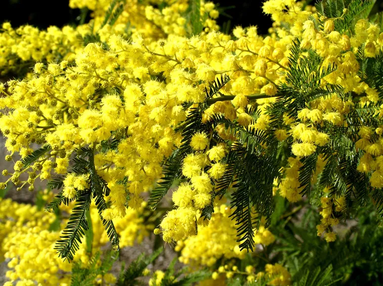 Un ramo fiorito di mimosa