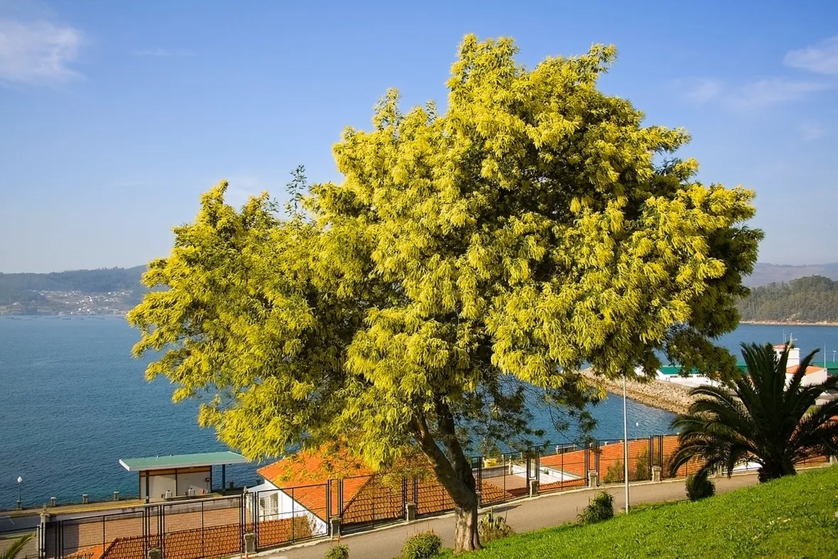 Una pianta di mimosa