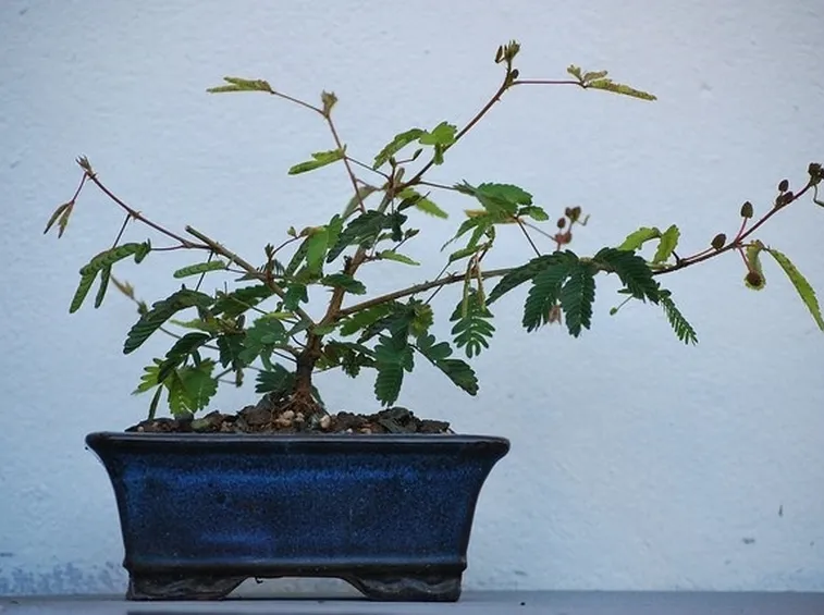 Un bonsai di mimosa sensitiva