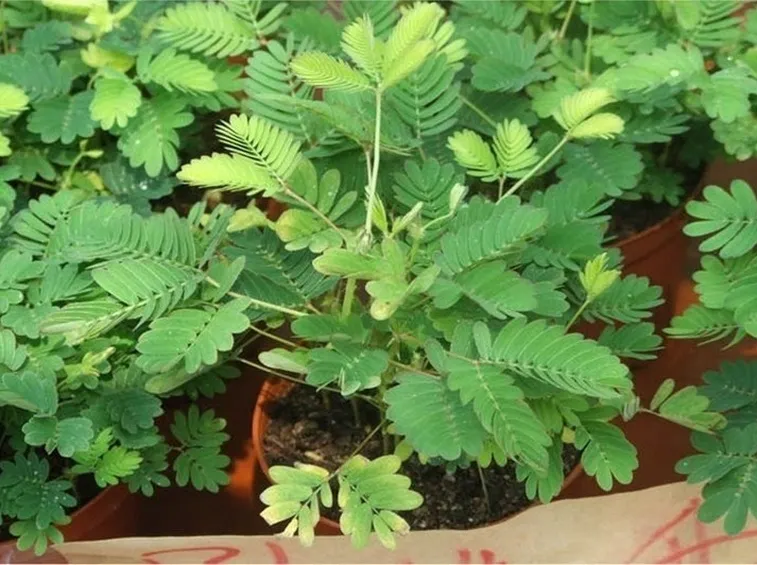 Una mimosa pudica coltivata in vaso