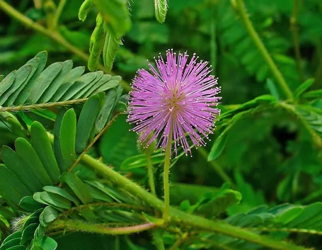Fiori e foglie di Mimosa pudica