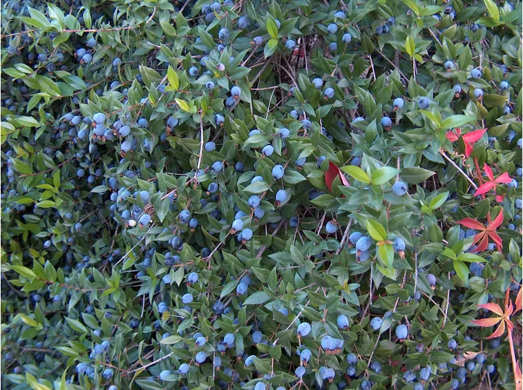 mirto