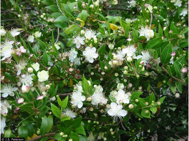 fiori mirto