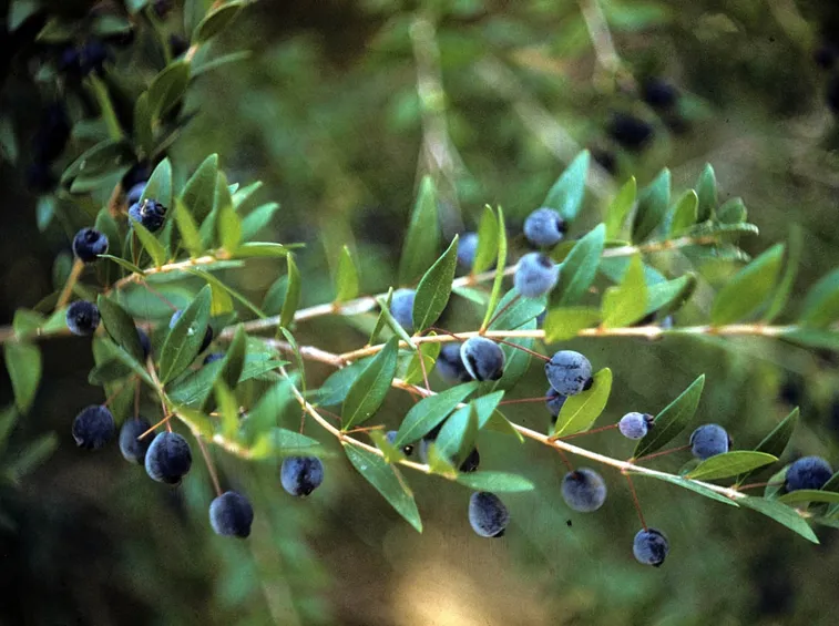 mirto3