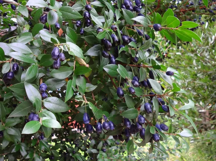 mirto
