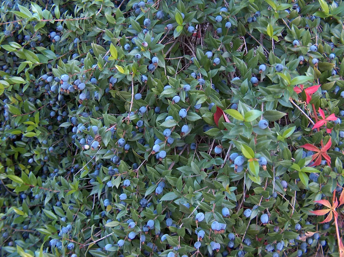 mirto