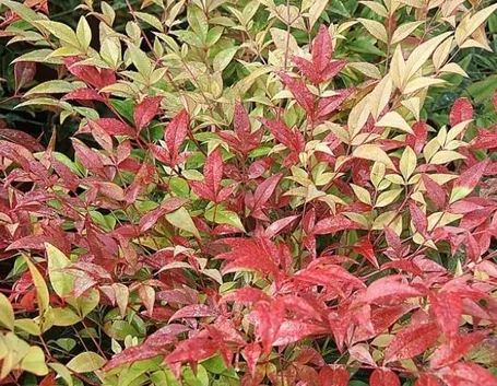 Pianta di Nandina domestica