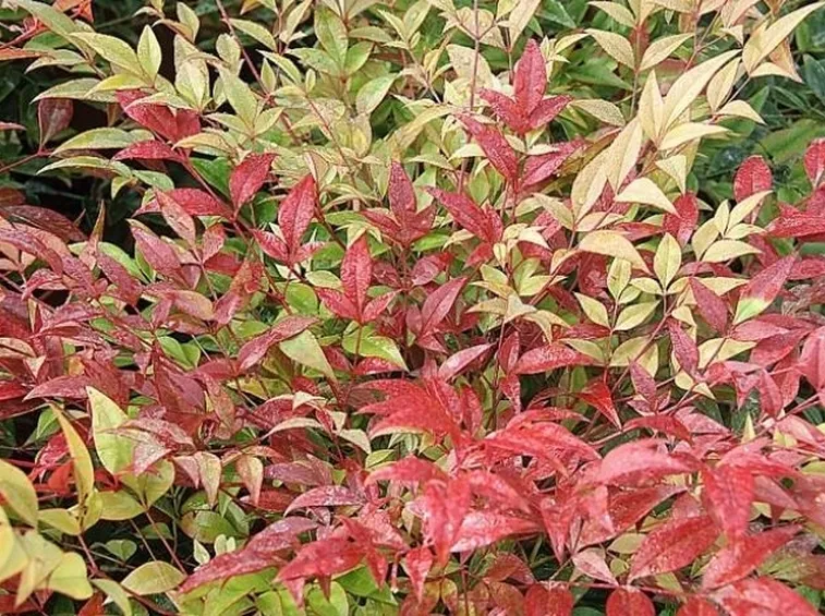 Pianta di Nandina domestica
