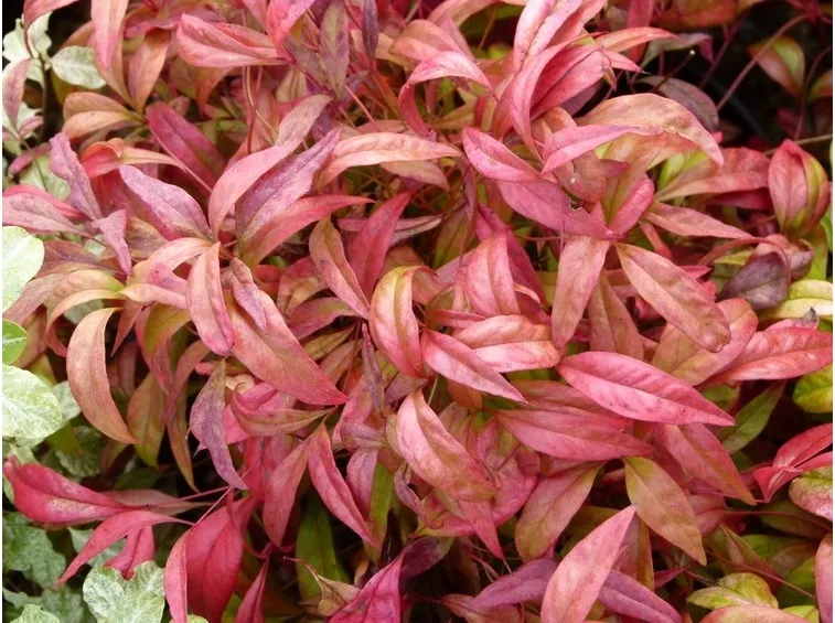 Fogliame di Nandina domestica