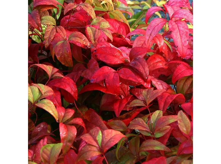 Foglie di Nandina domestica