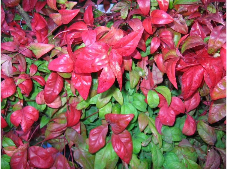 Fogliame di Nandina domestica