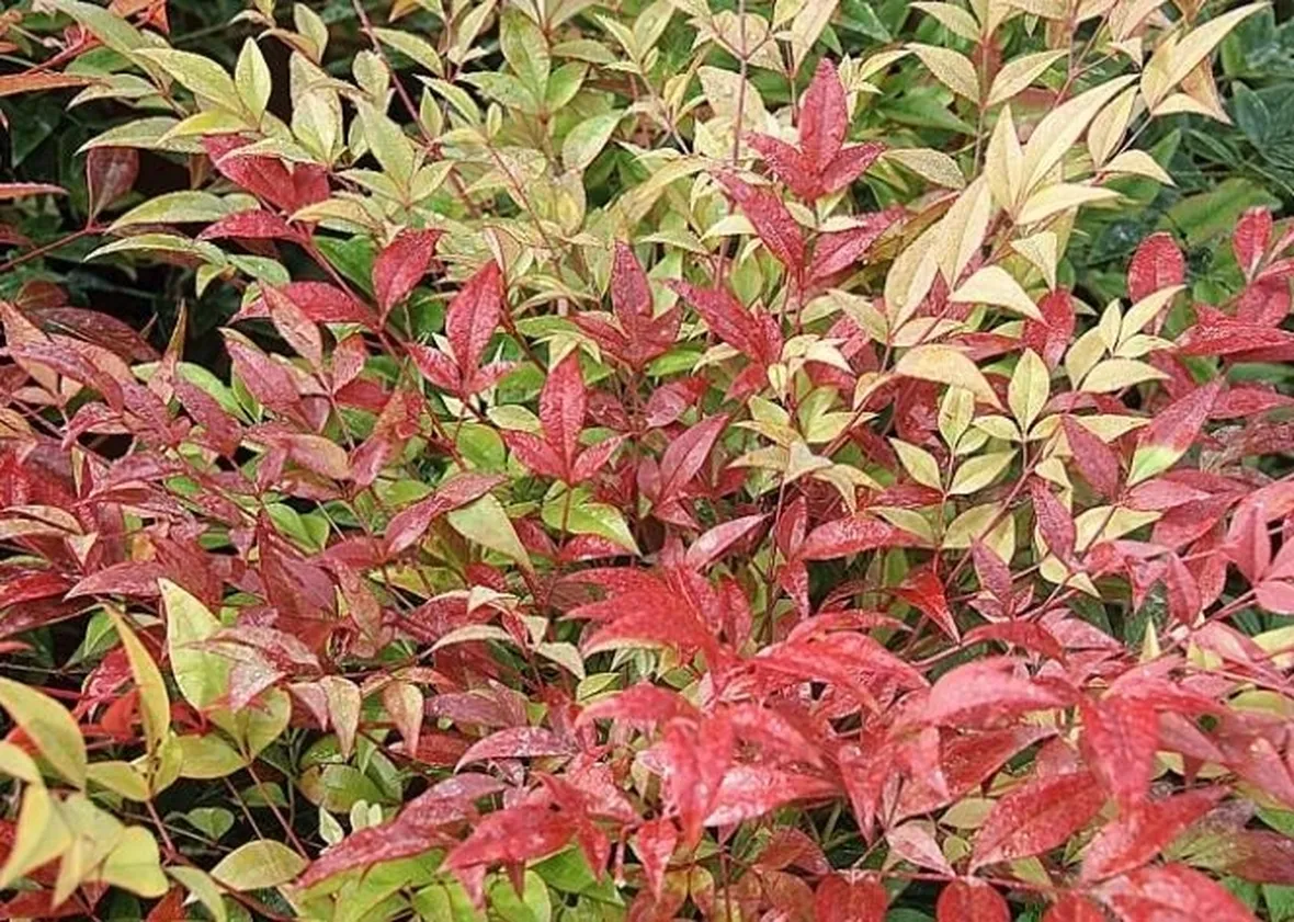 Pianta di Nandina domestica