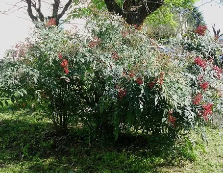 Un esemplare di pianta nandina