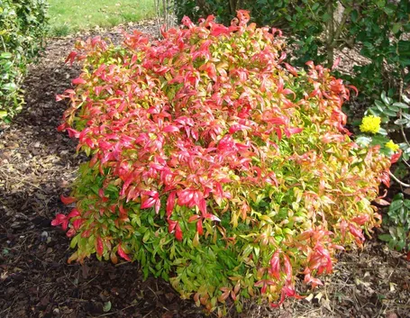 Un esemplare di nandina domestica fire power