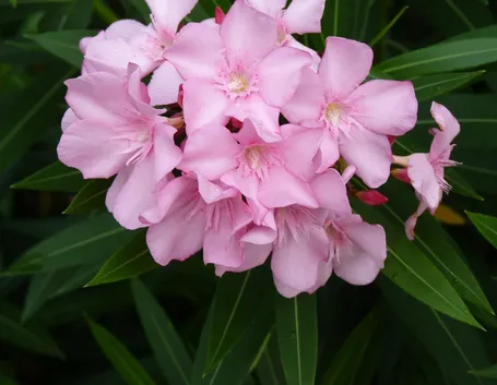 Oleandro Nerium Oleander