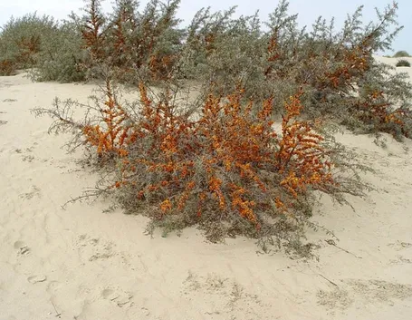 Olivello spinoso