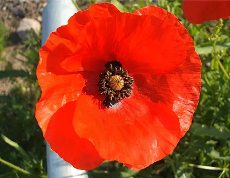 Fiore oppio