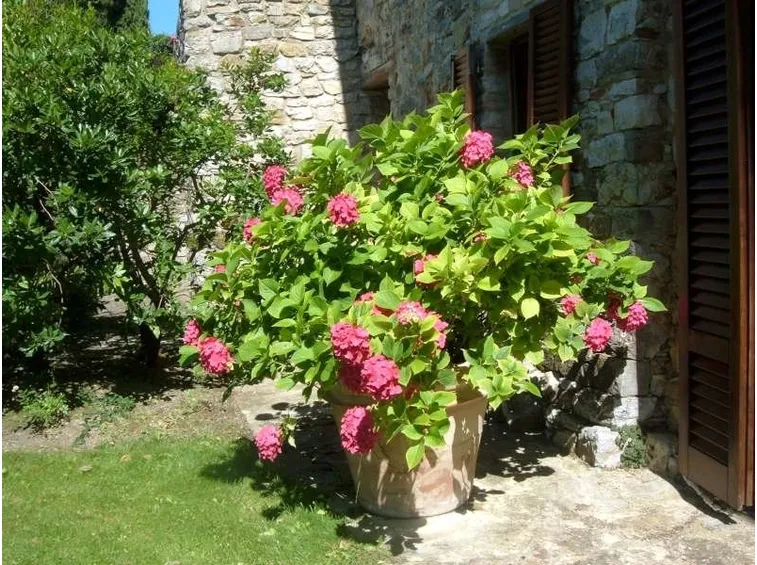 Un esemplare di ortensia in vaso tenuta in una posizione soleggiata