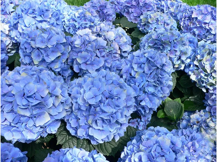 Le bellissime ortensie dai fiori blu