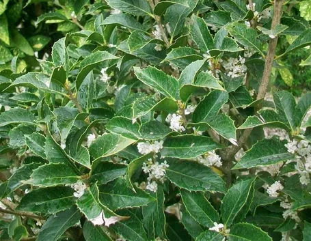 L'Osmanthus Aquifolium fiorito