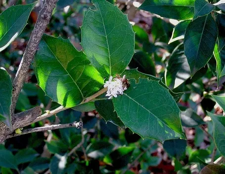 foglia di osmanthus armatus