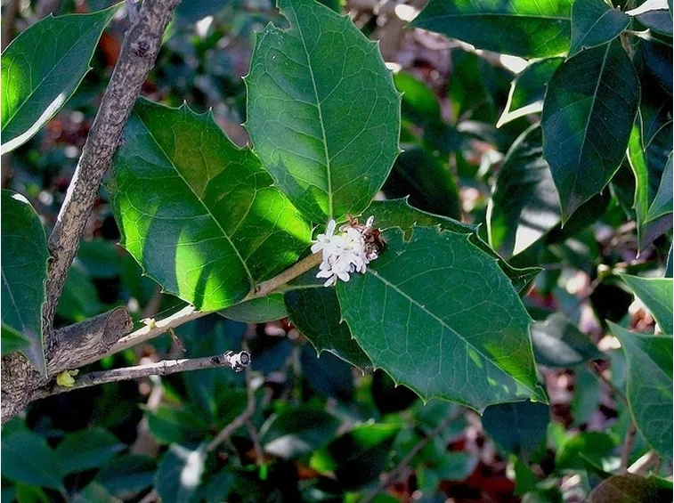 foglia di osmanthus armatus