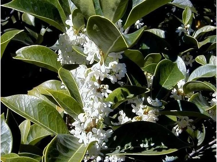 fiore caratteristico  dell'osmanthus armatus