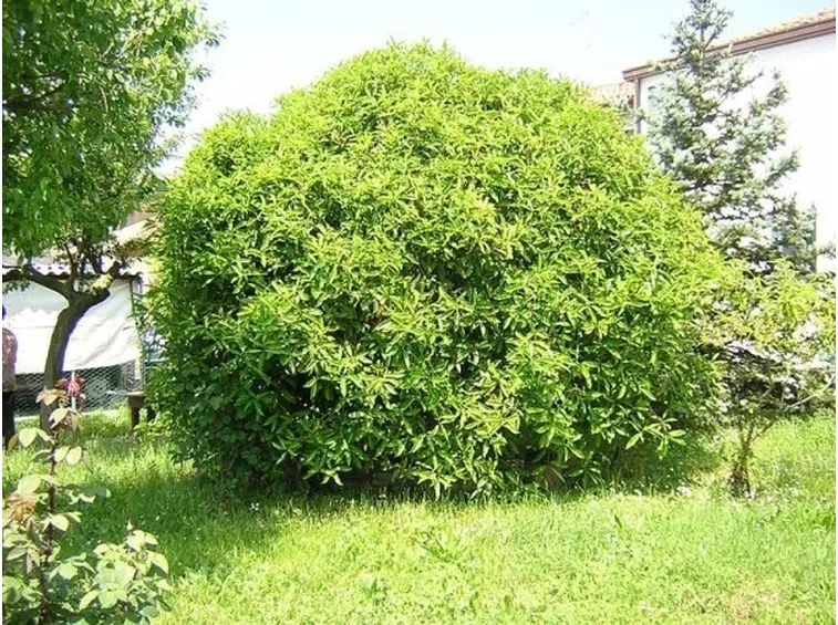 grande cespuglio di osmanthus armatus