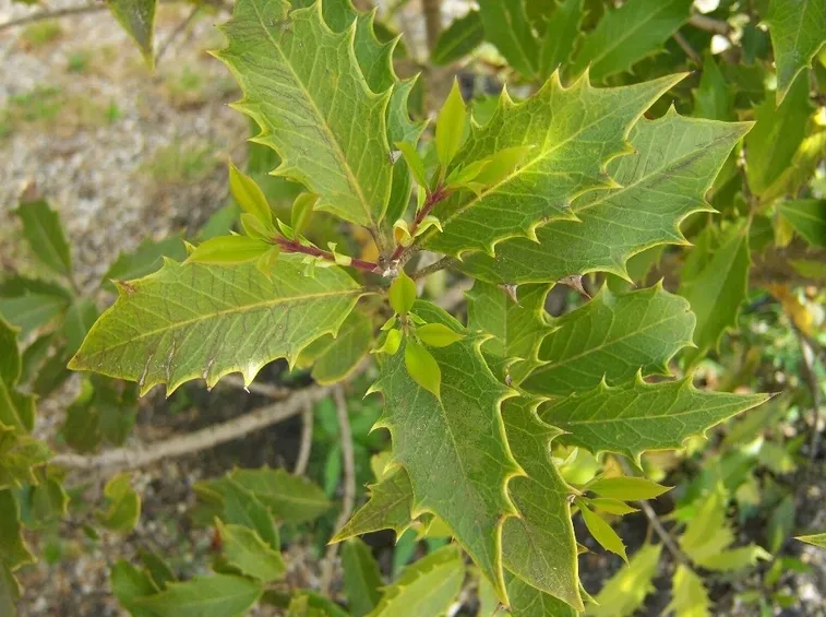 particolare siepe di osmanthus