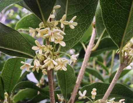 Fiore di Osmanthus fragrans