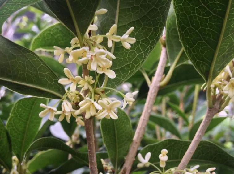 Fiore di Osmanthus fragrans
