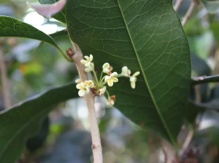 Osmanthus fragrans