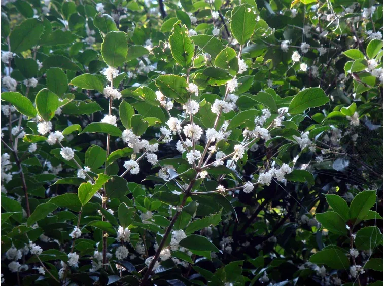 Osmanthus fragrans in fiore