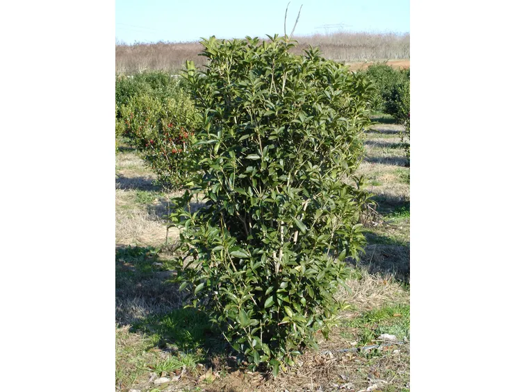 Pianta di Osmanthus fragrans
