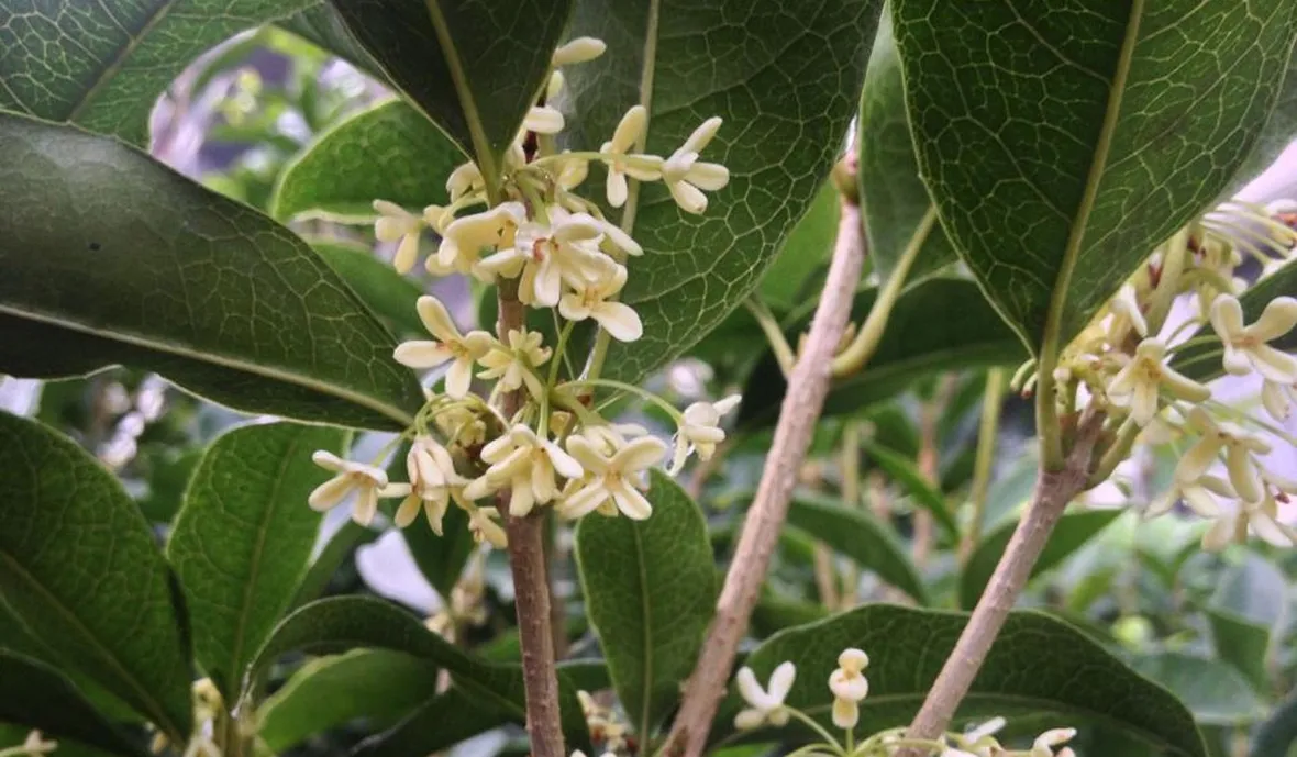 Fiore di Osmanthus fragrans