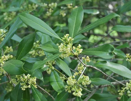 Foglie e fiori di Osmanthus americanus