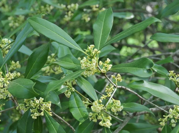 Foglie e fiori di Osmanthus americanus