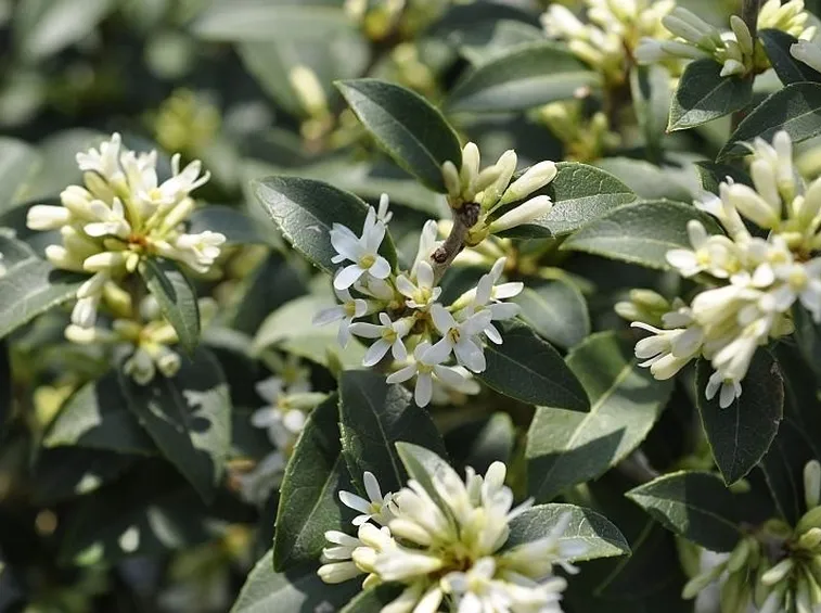Infiorescenze di Osmanthus X burkwoodii