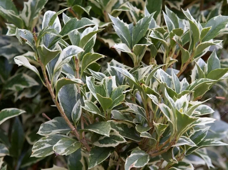 Fogliame di Osmanthus eterophylla variegatus