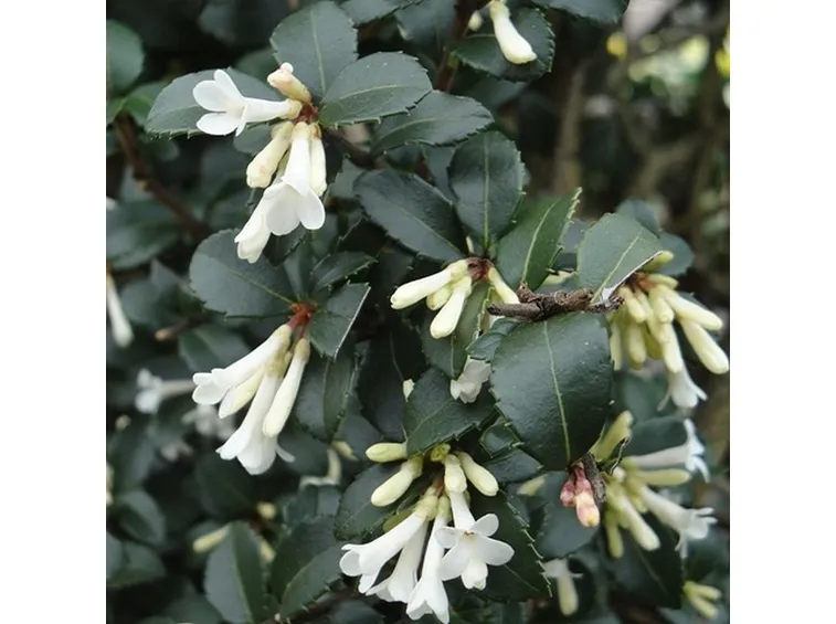 Foglie e fiori di Osmanthus dalavayi