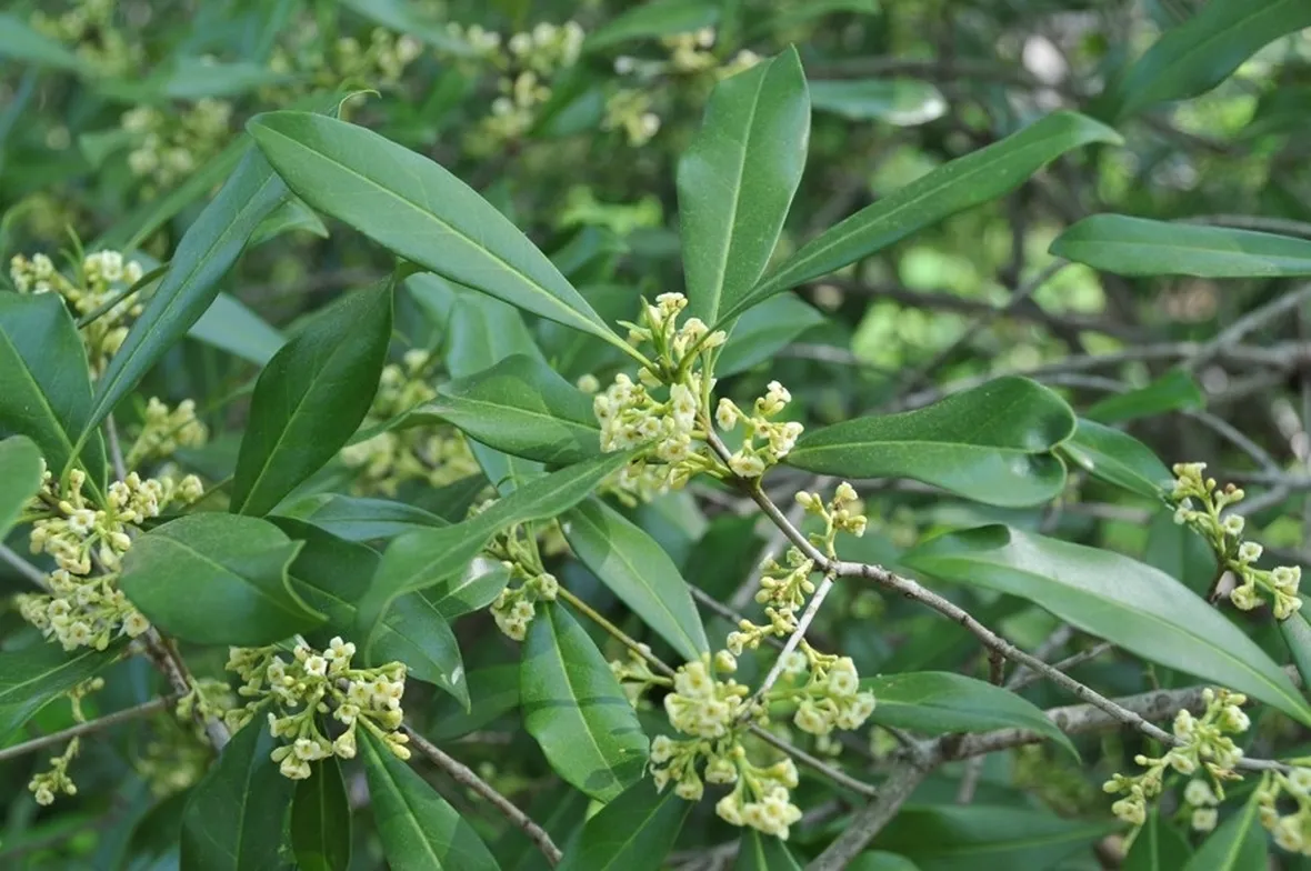 Foglie e fiori di Osmanthus americanus