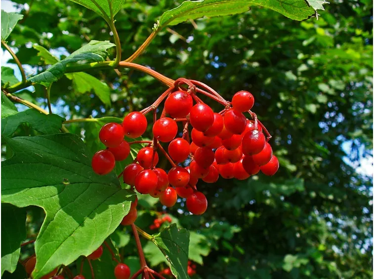 Drupe di viburno