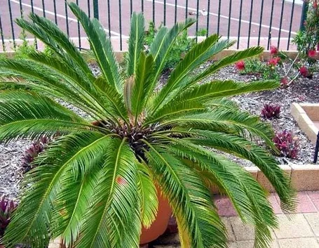 Un esemplare di palma cycas in vaso