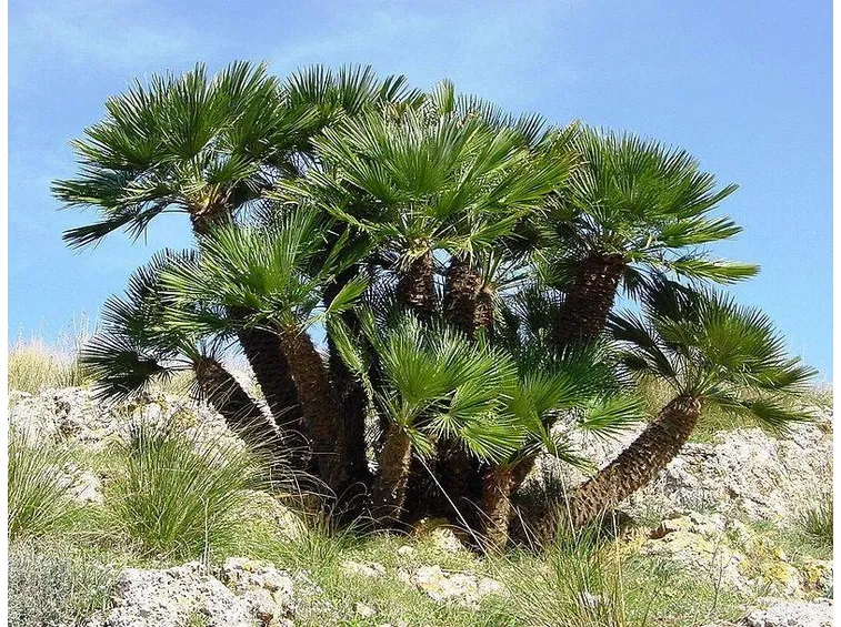 Una palma nana in natura