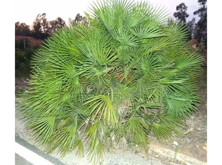 Una palma nana in giardino