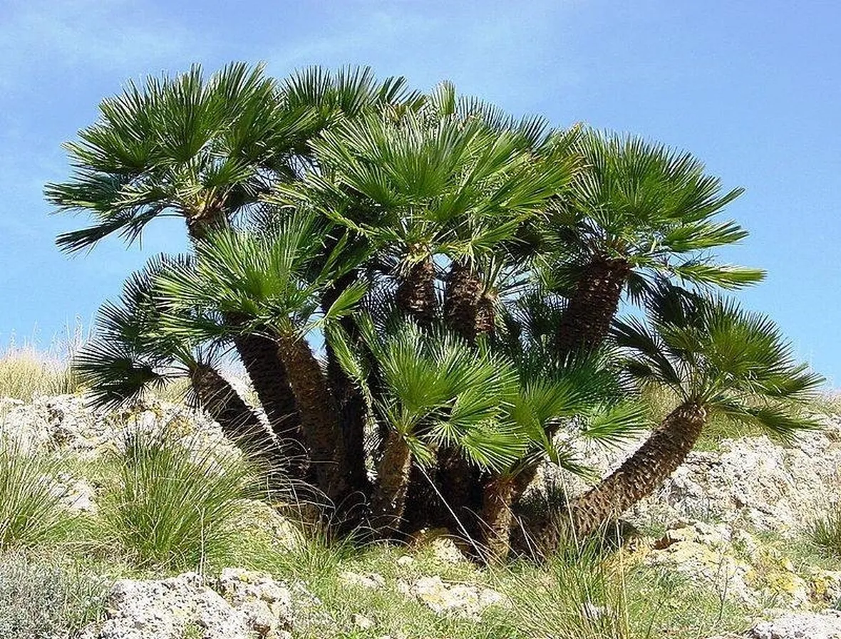 Una palma nana in natura